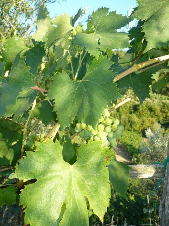 그레베 인 키안티 Agriturismo Poggio All'Olmo 빌라 외부 사진